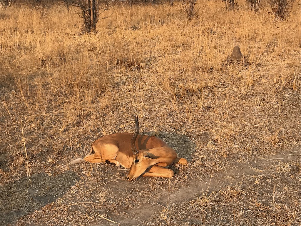 Impala dead