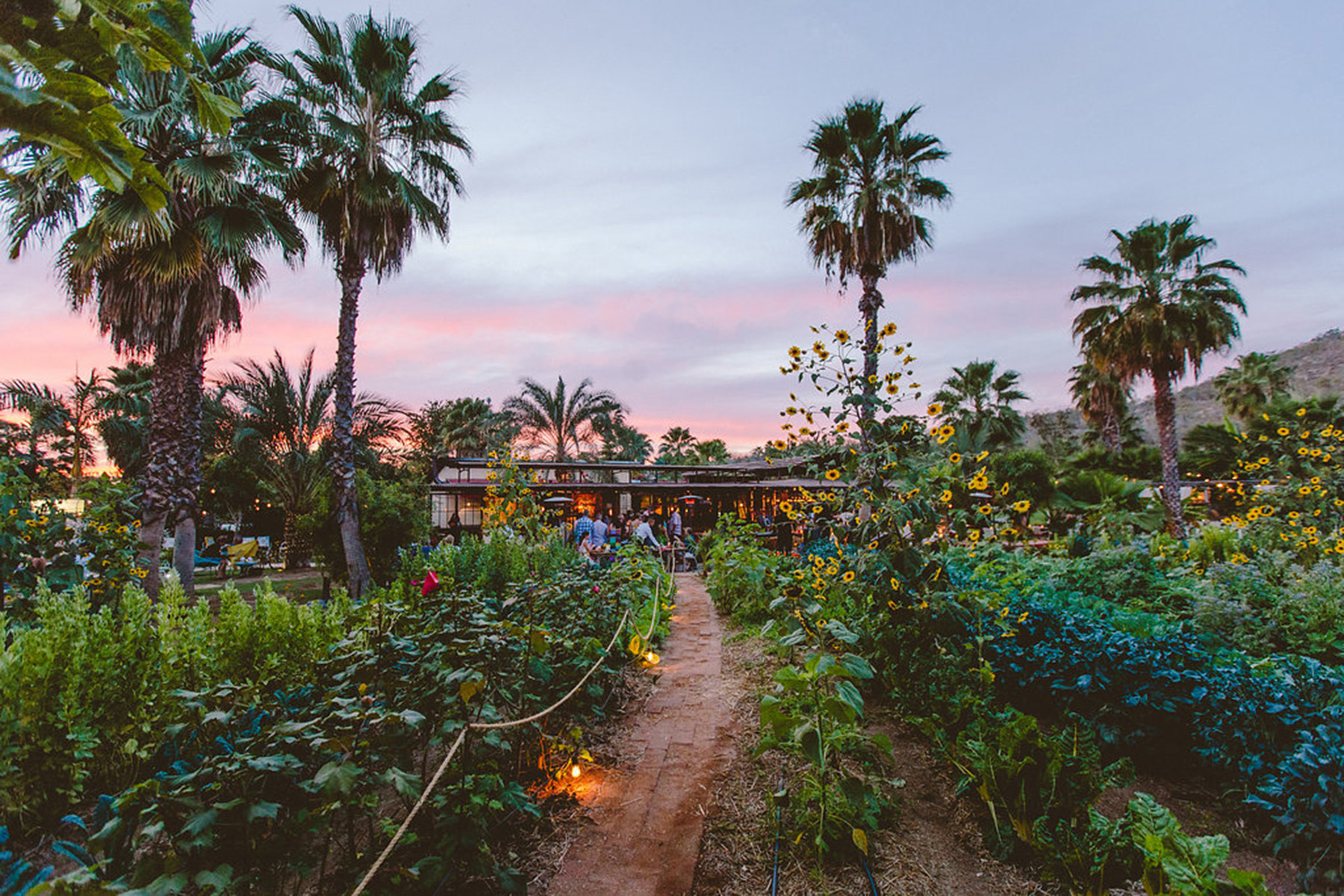 A bountiful Baja garden