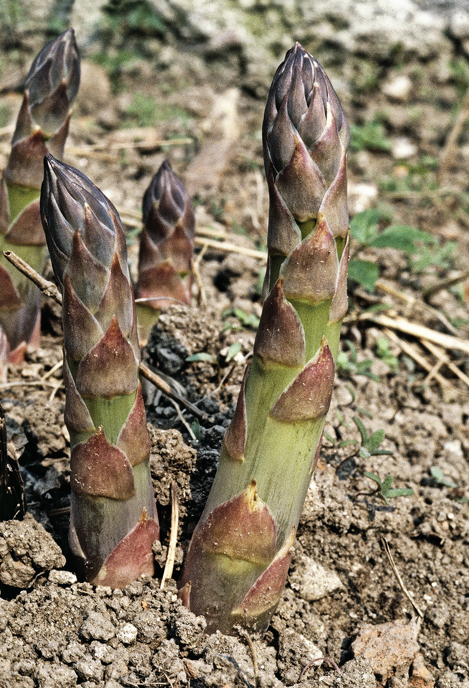 Green shoots