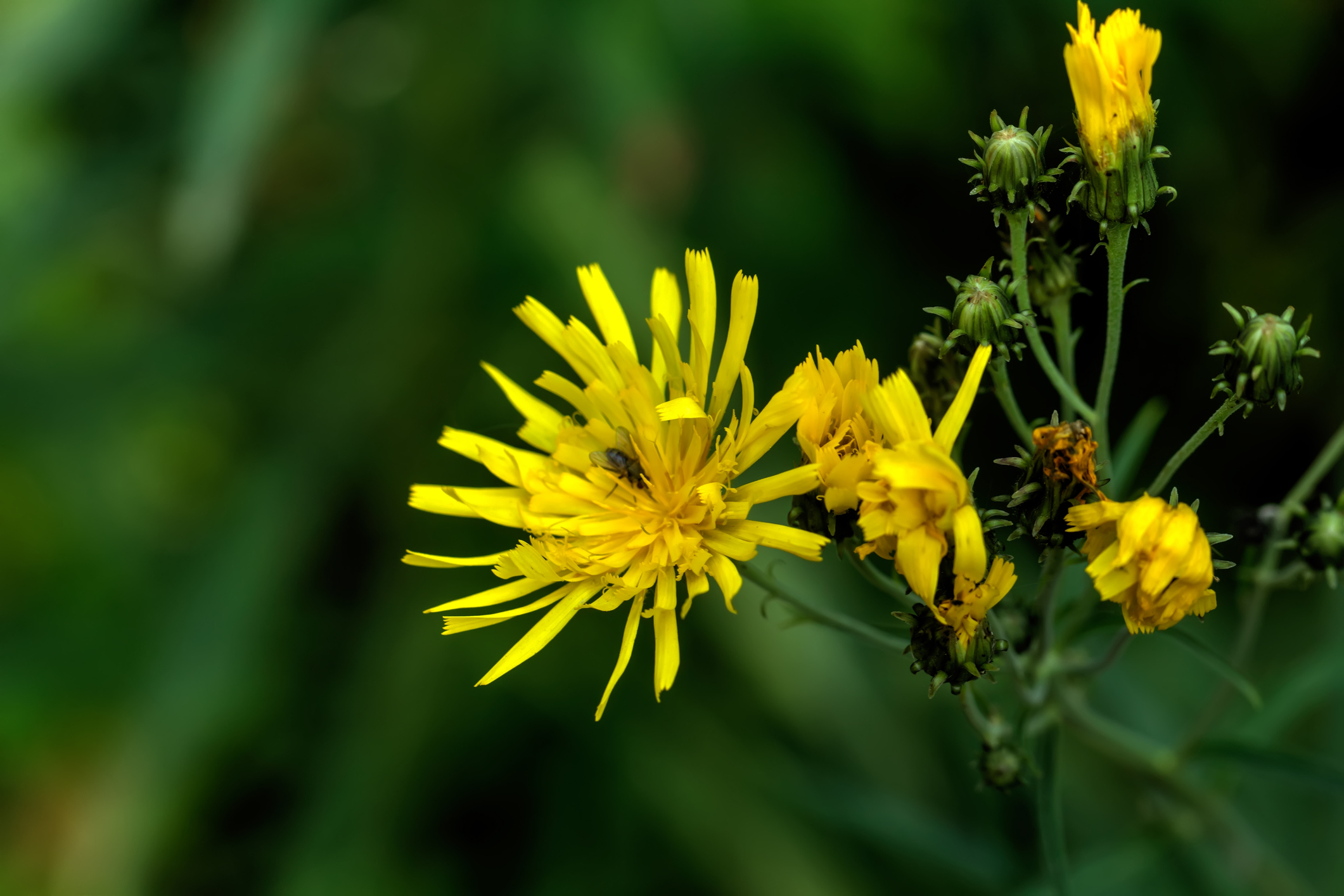 A thorny problem