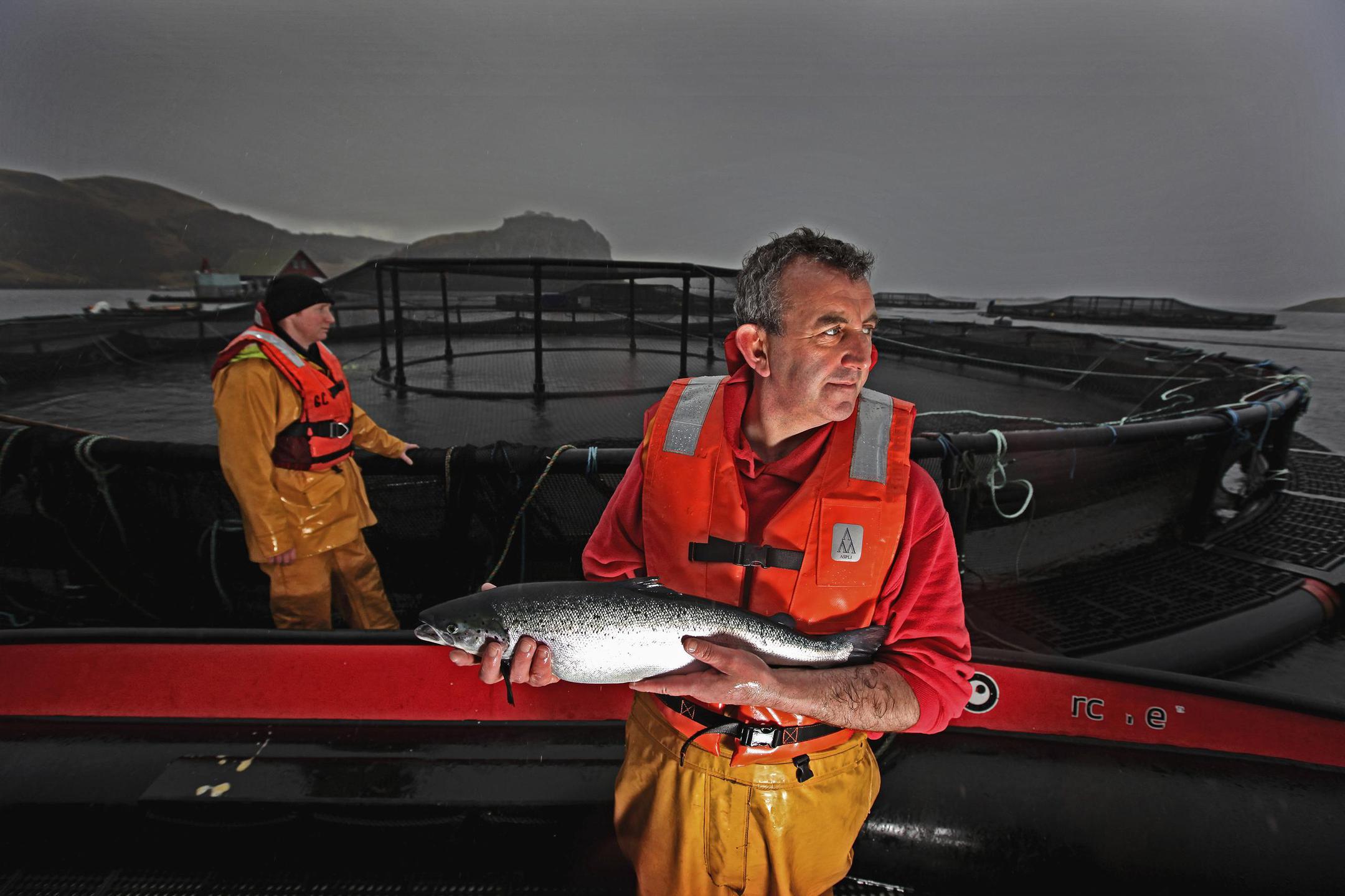 Scotched salmon