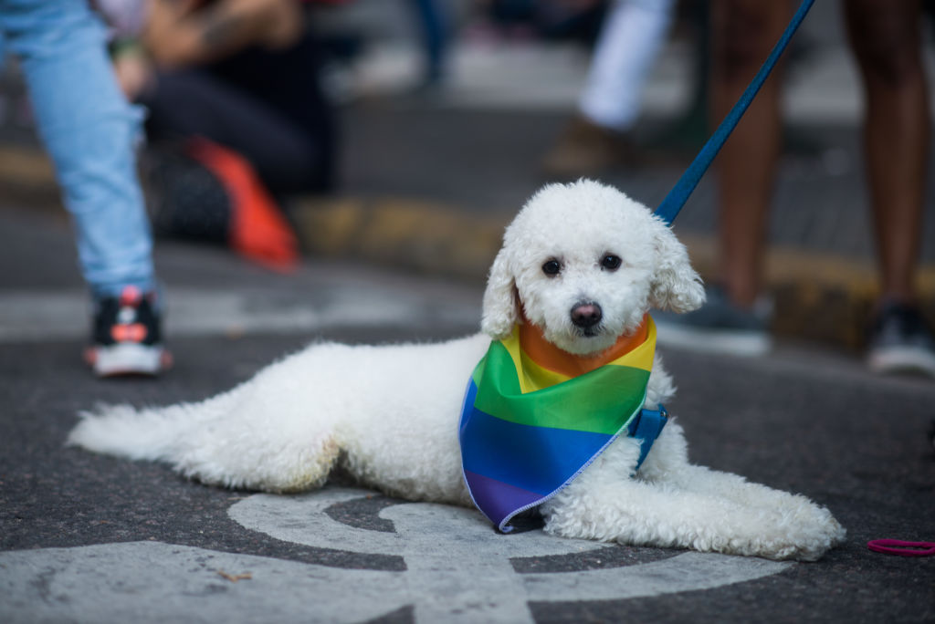 Pups, Furries & Kinksters have no place in Pride