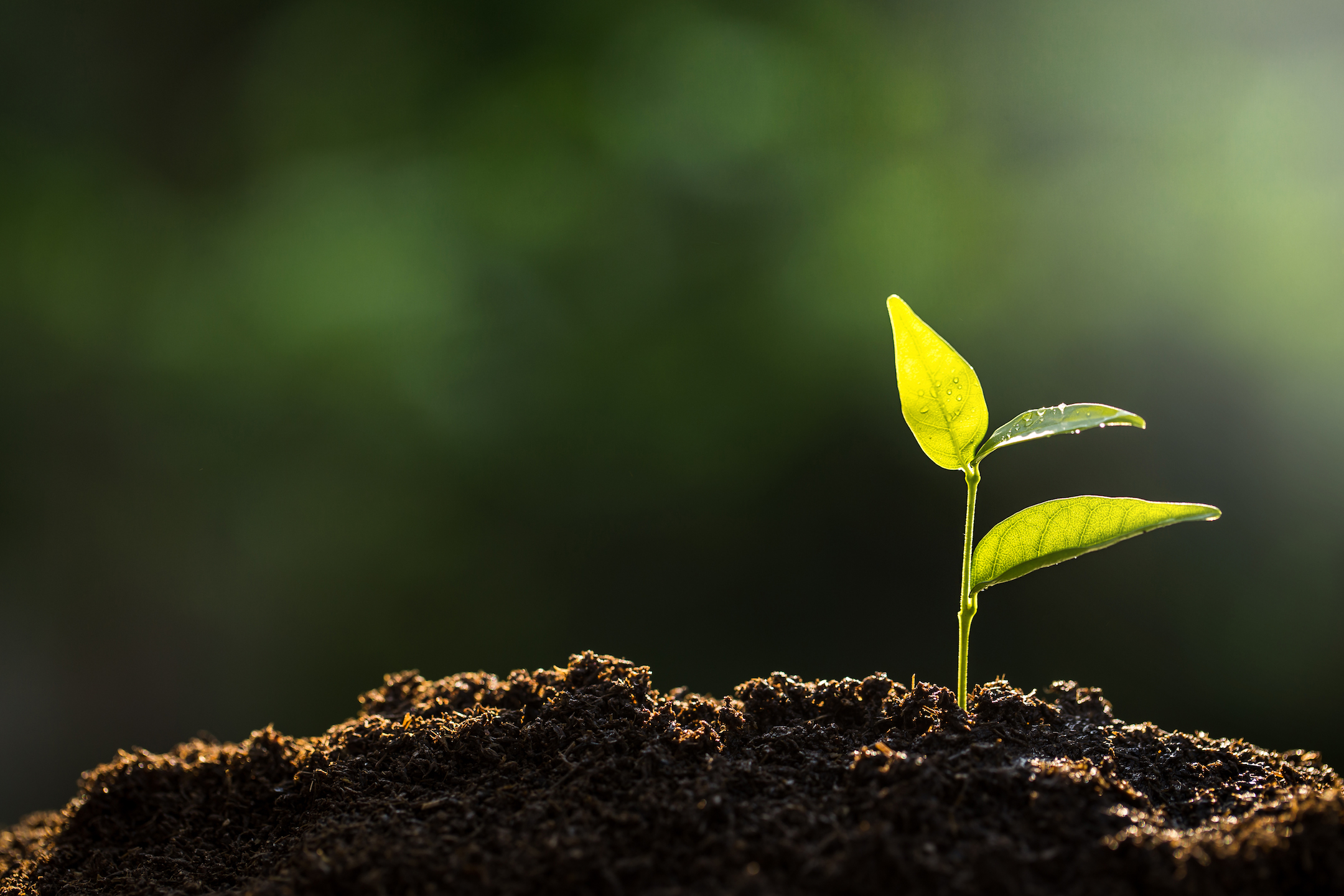 Go on, go to seed