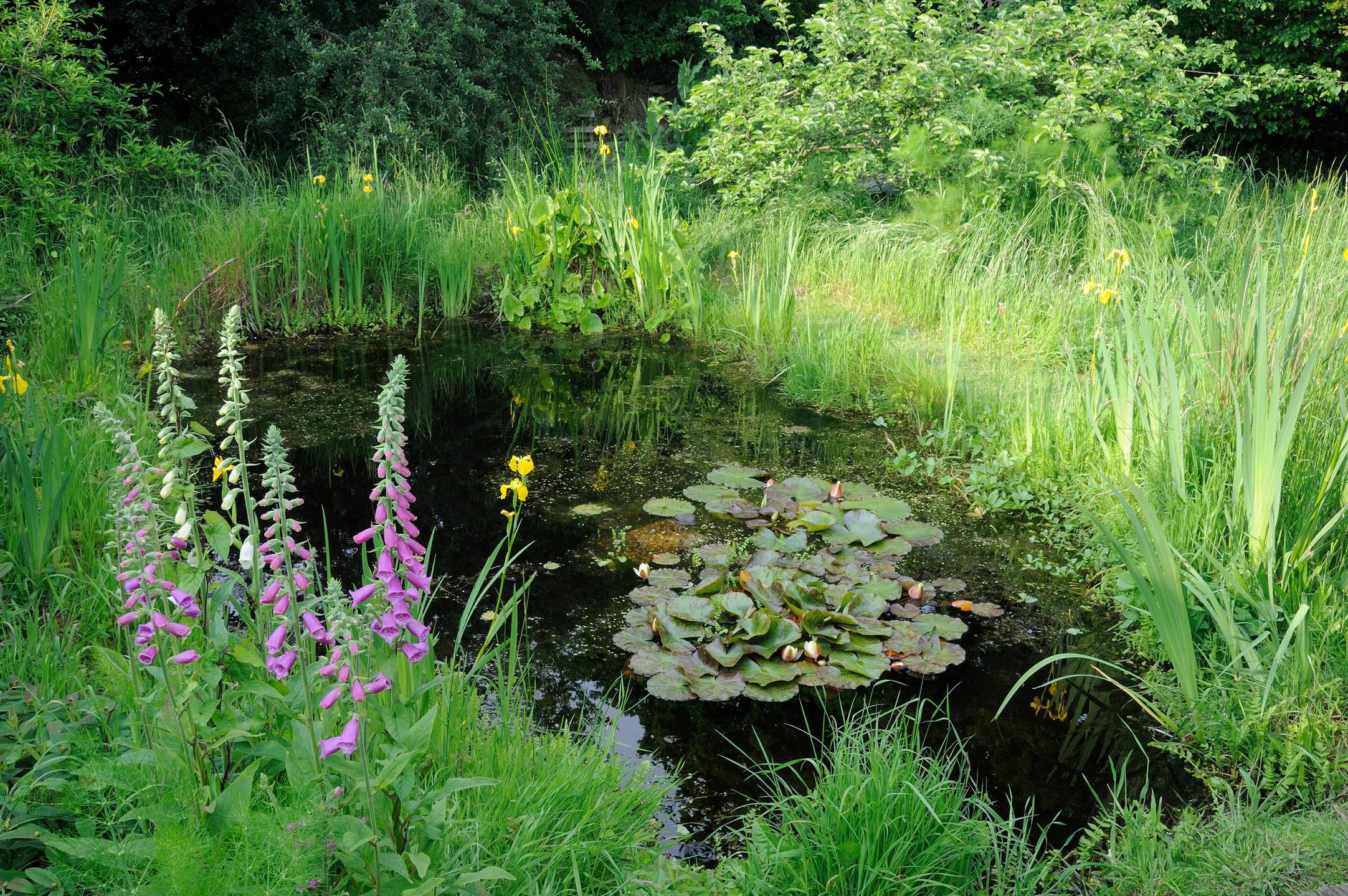 Pond life with Mum