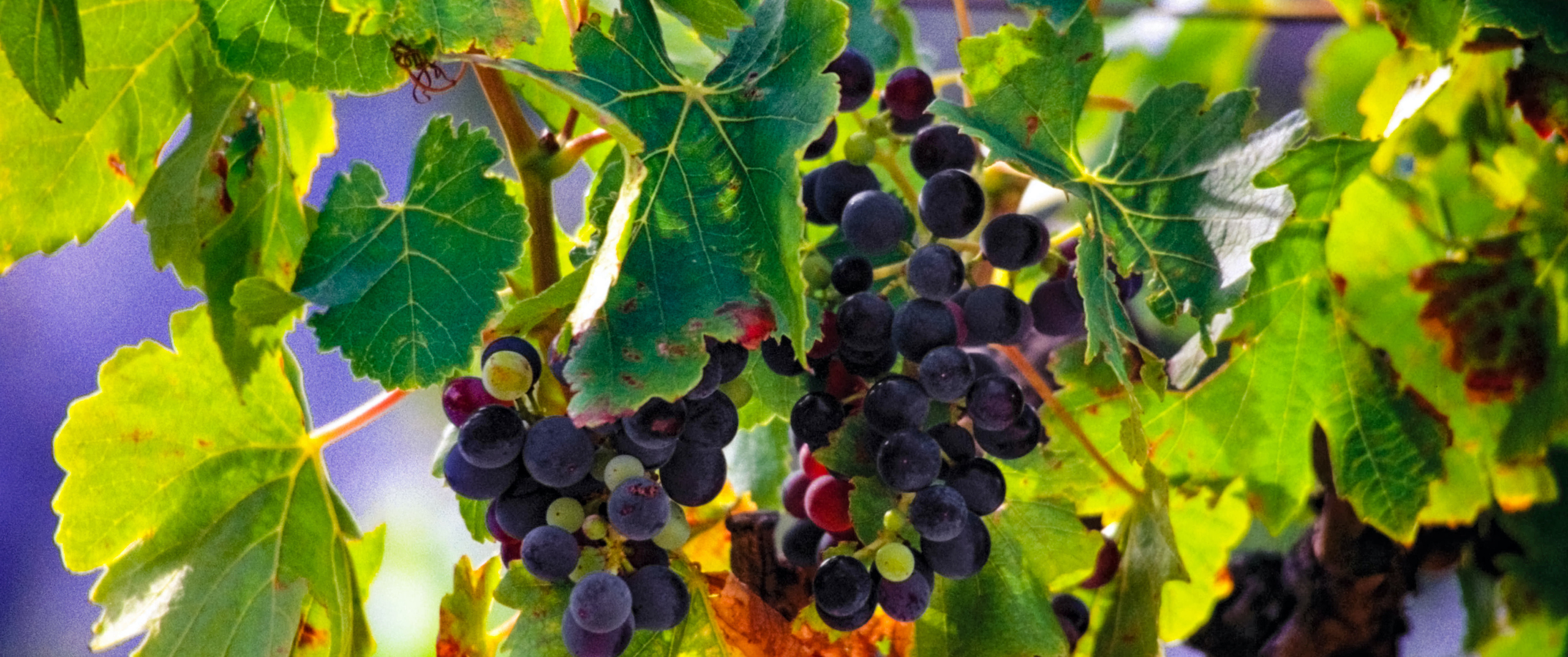Obscure Rhone hunting