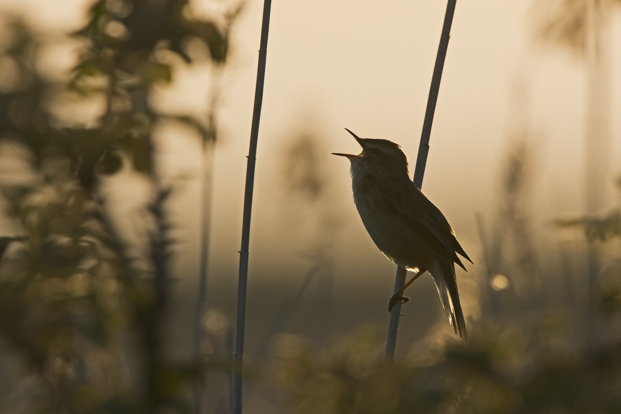 The magic of Dawn Chorus