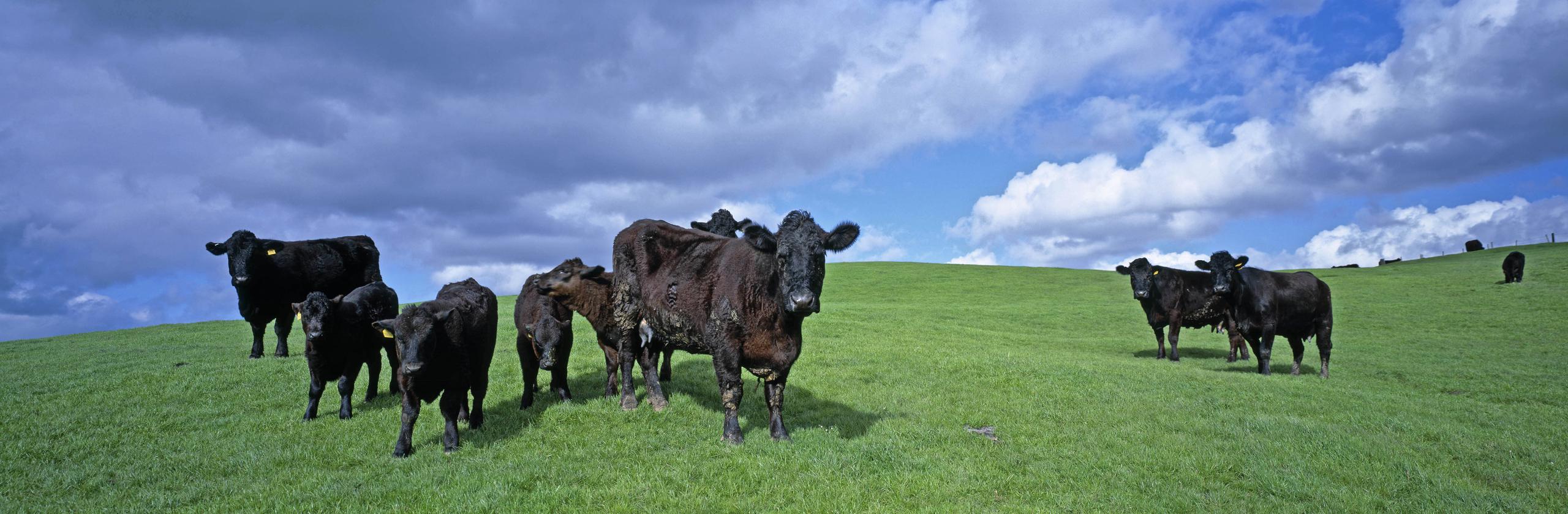The birds and the beef