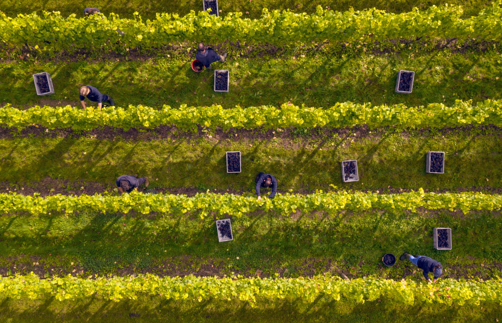 An unaccustomed wine