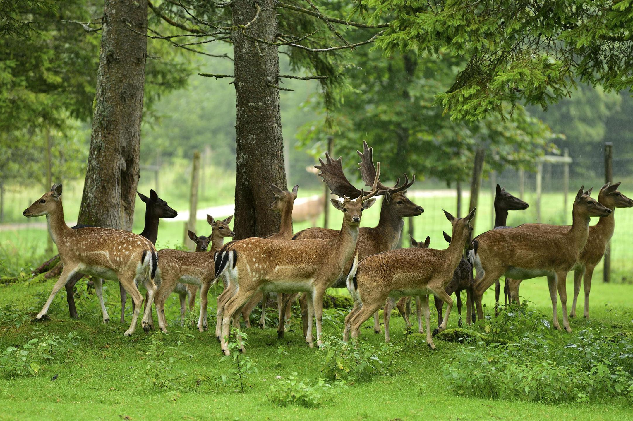 Monarchs of the fen