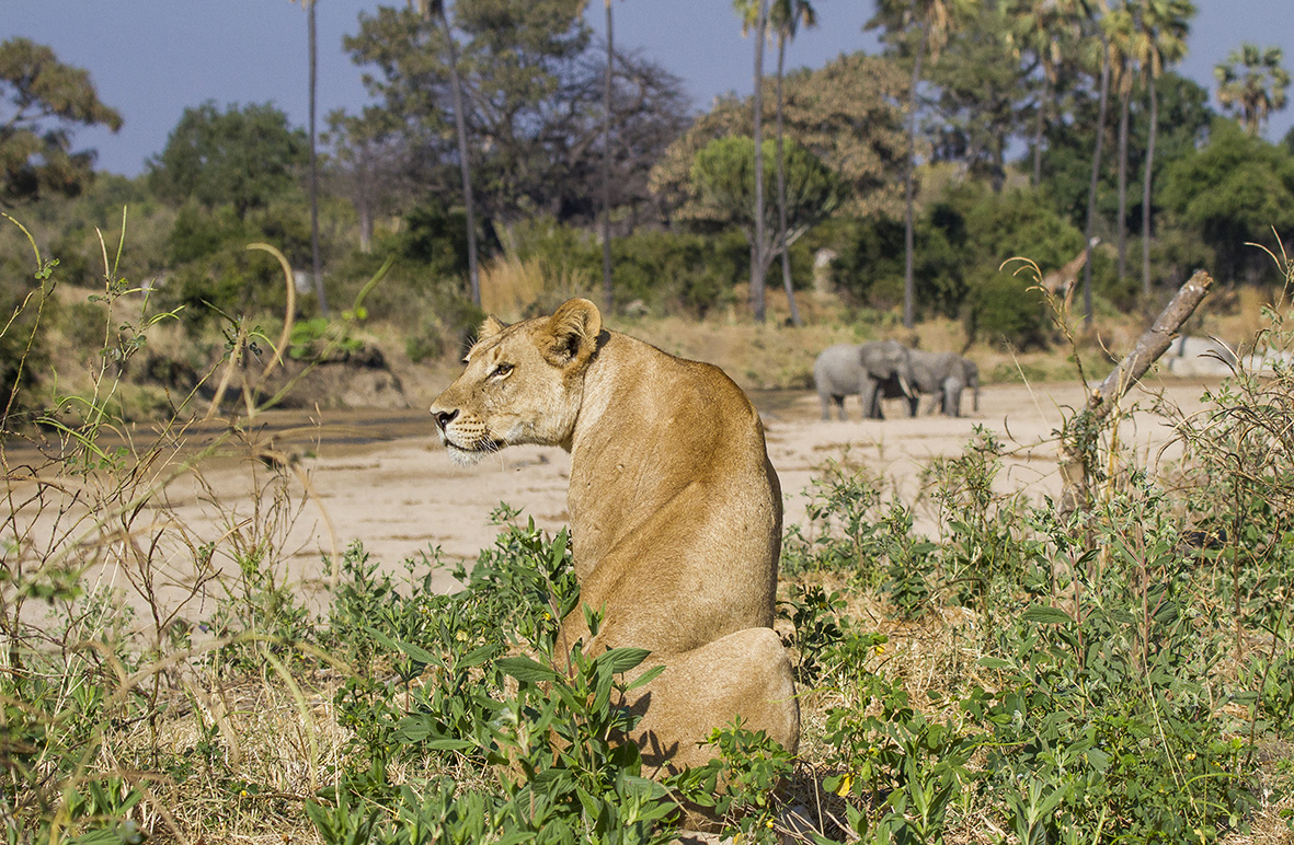 Lions, lies and legislation