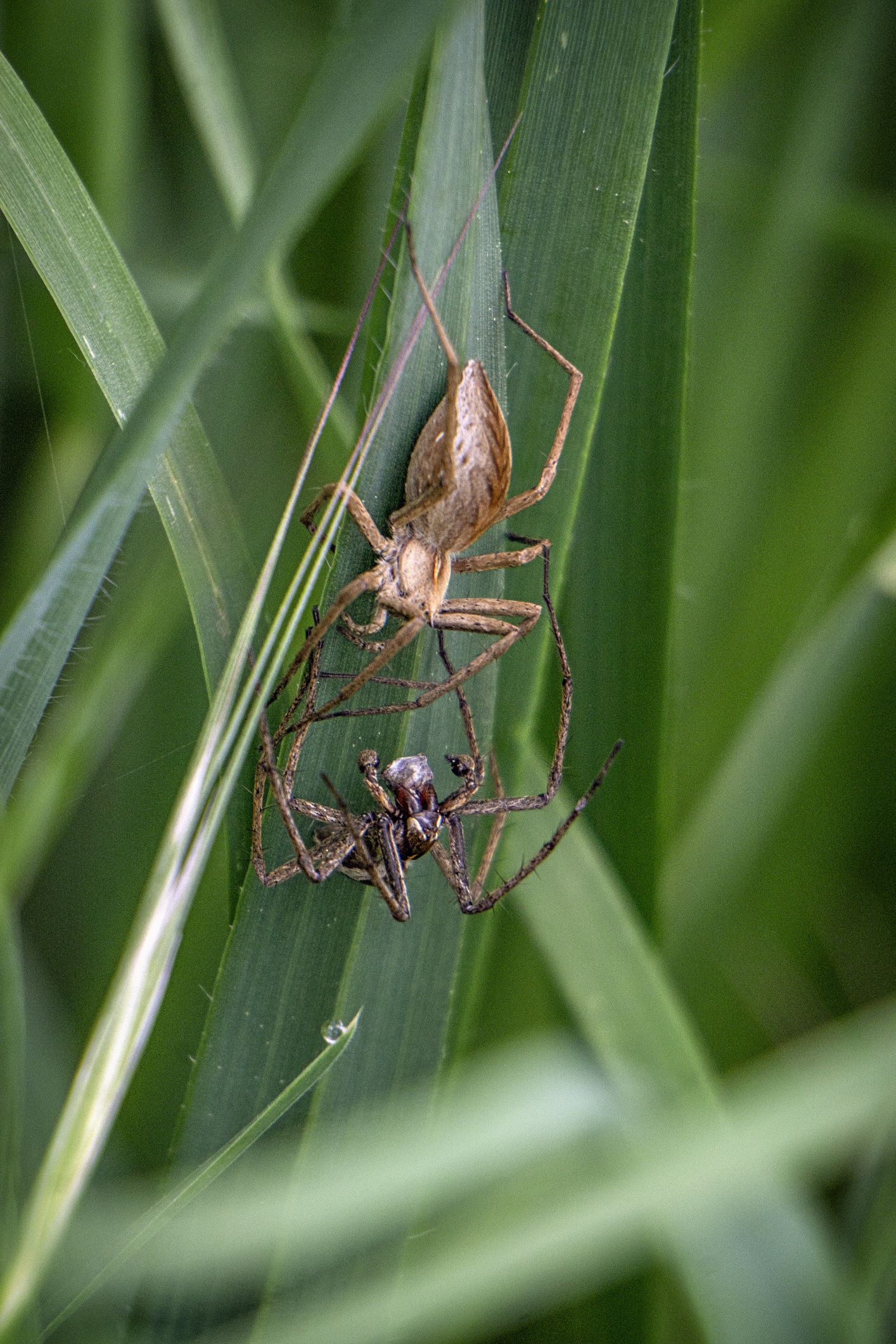 The tangled web of sex