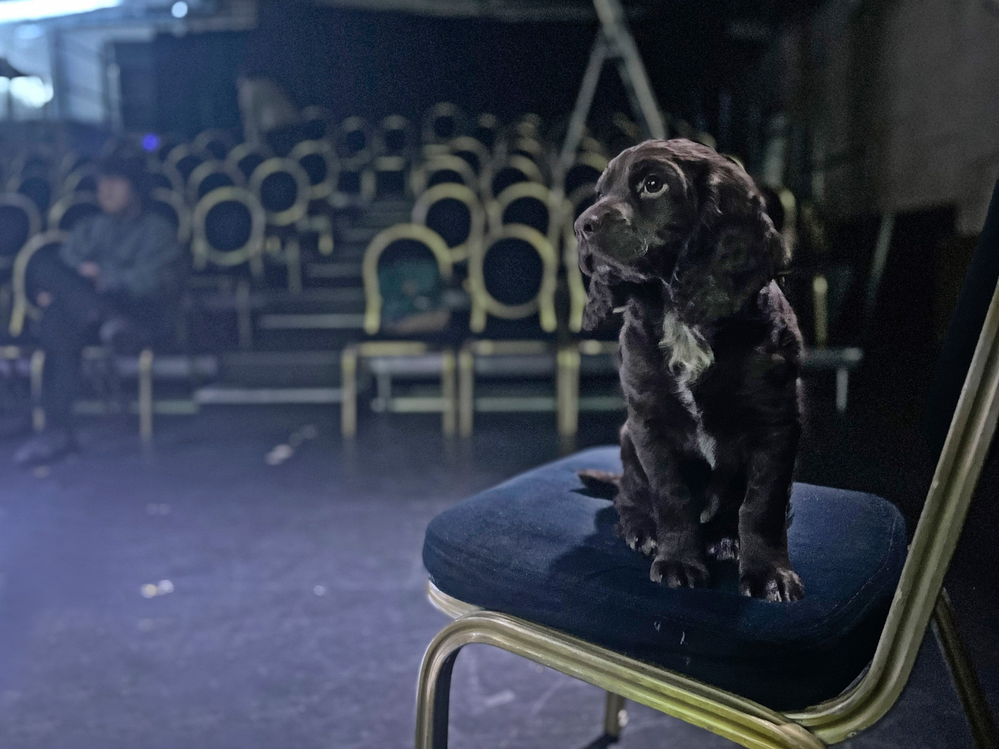 The accidental dog