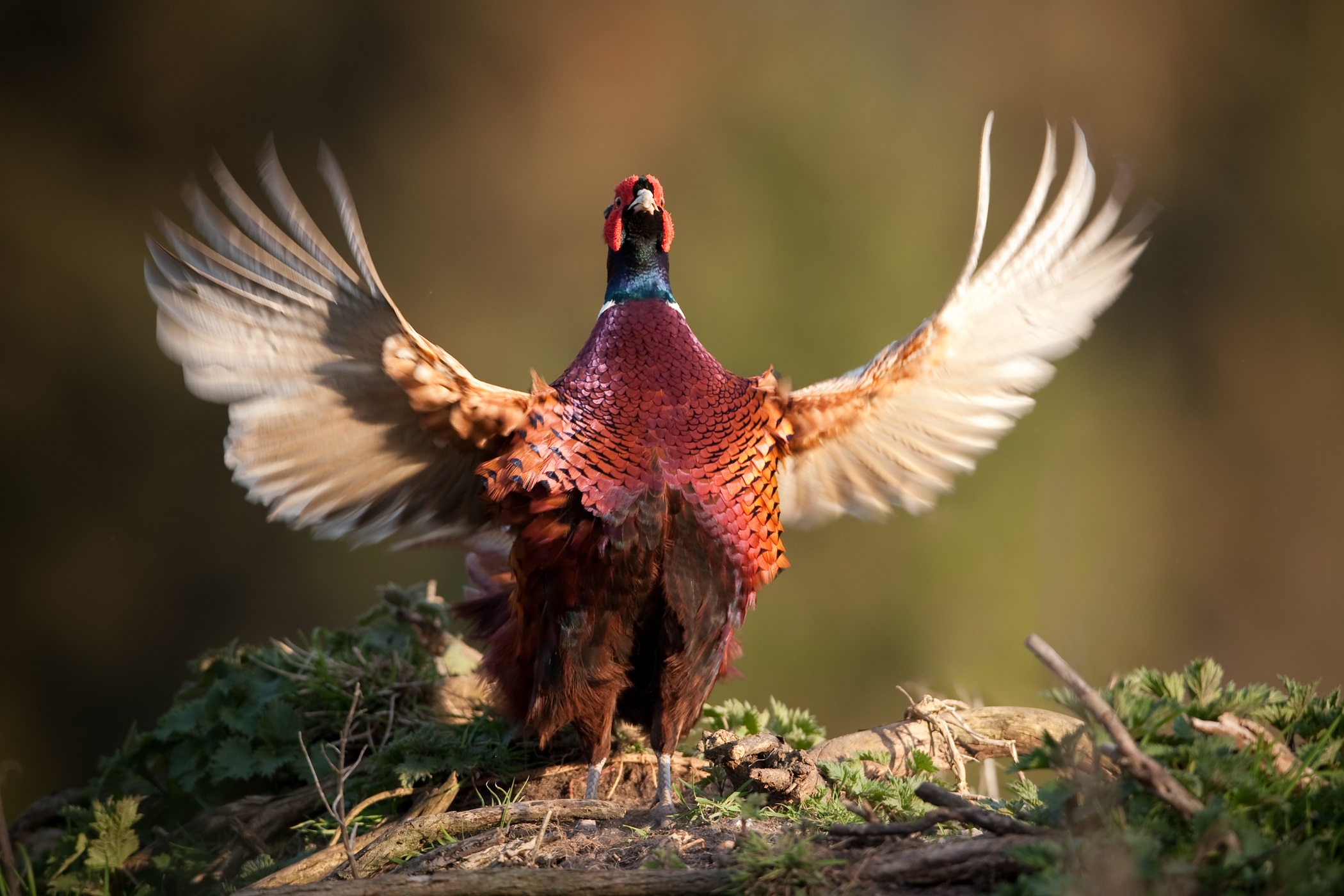 Defusing conflict in conservationism