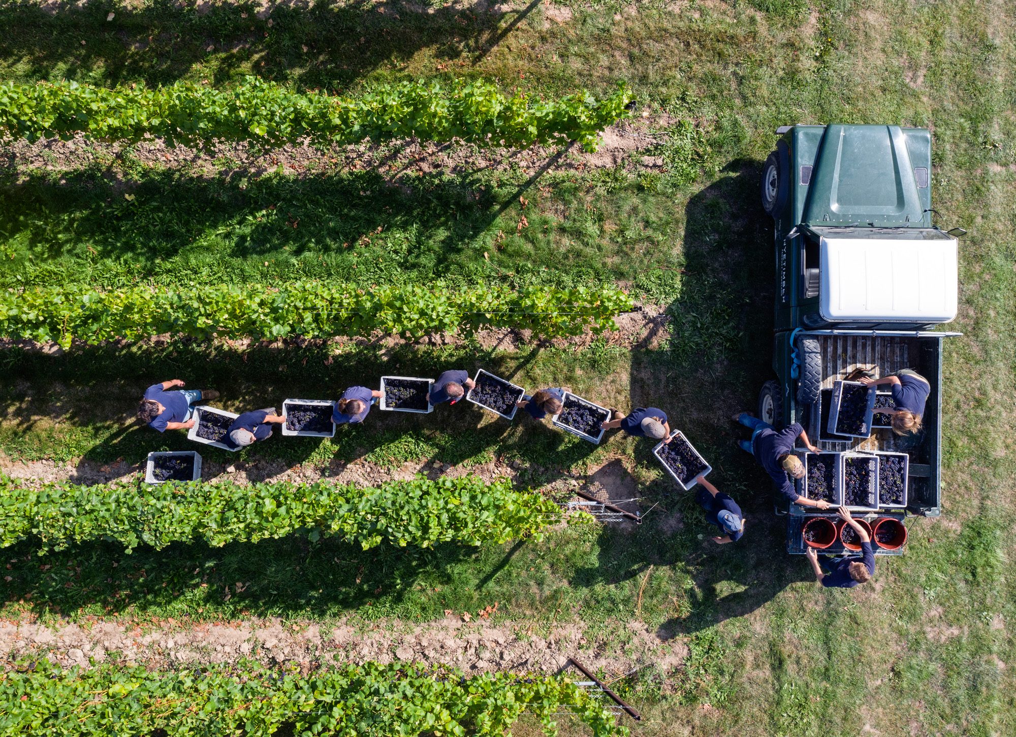 The colourful world of English winemakers