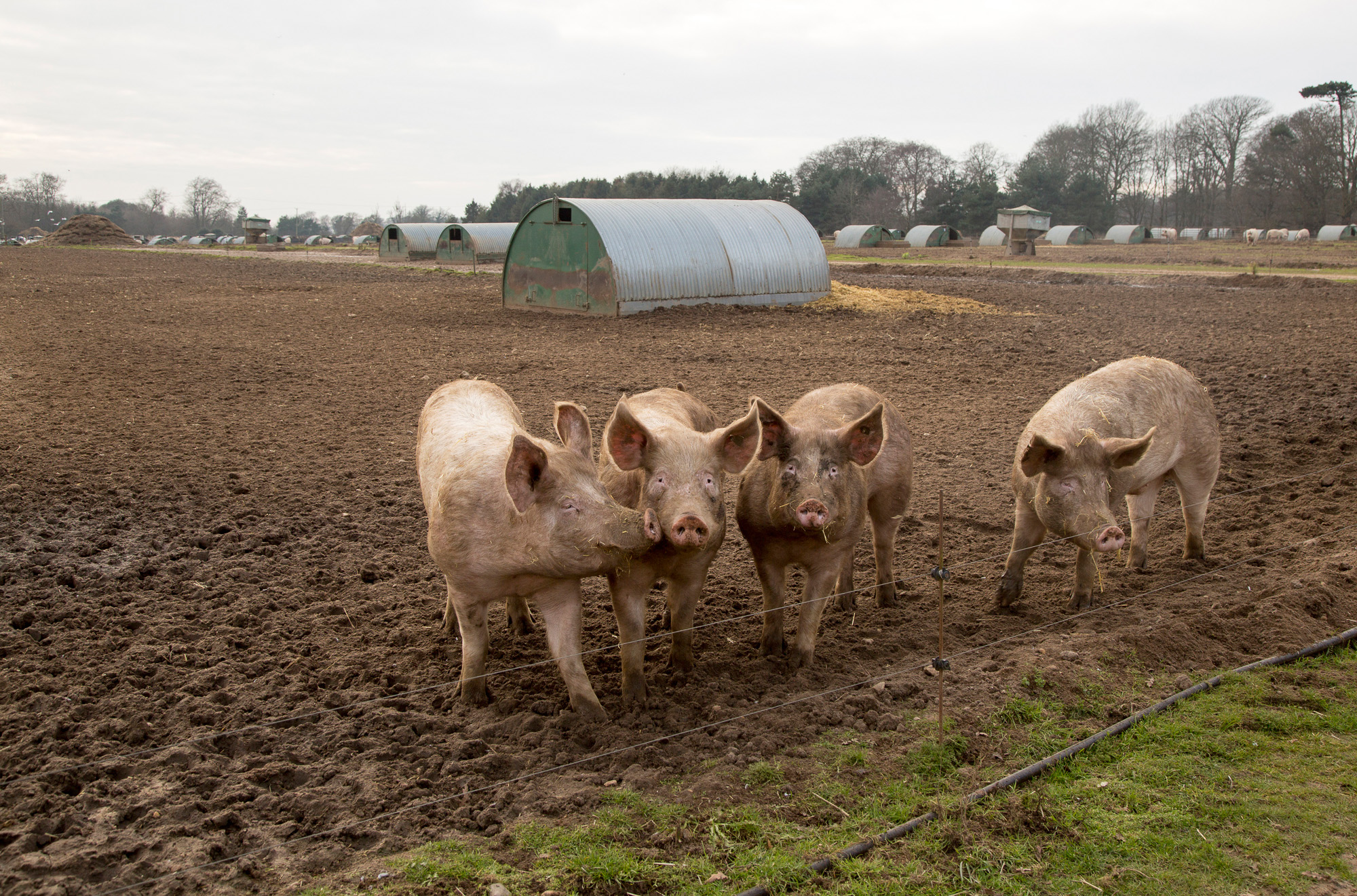 Saving my own bacon