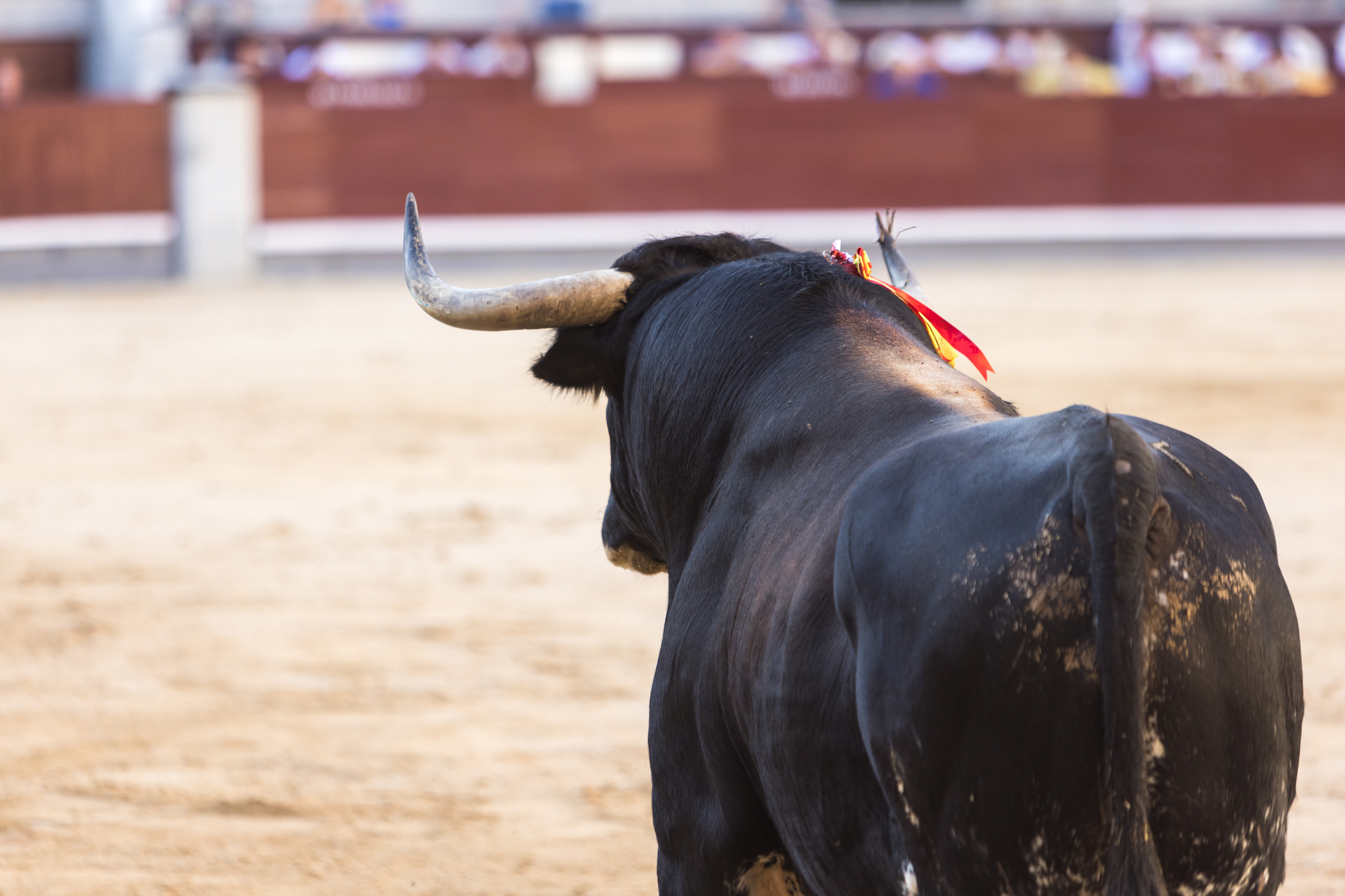 On the bull&rsquo;s side