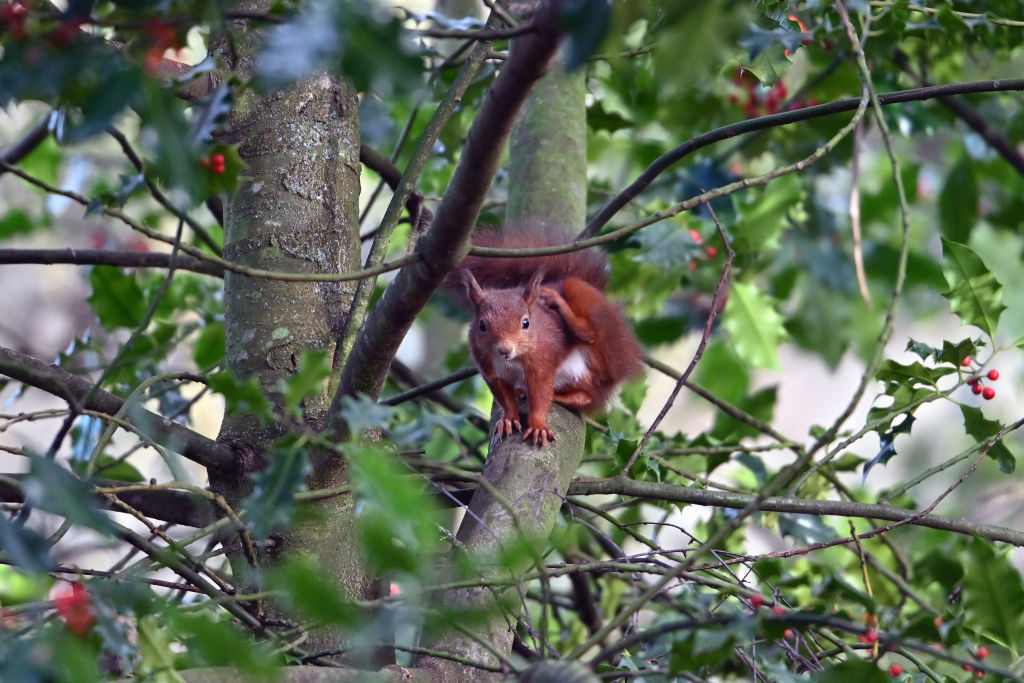 Conservatives must rediscover conservation