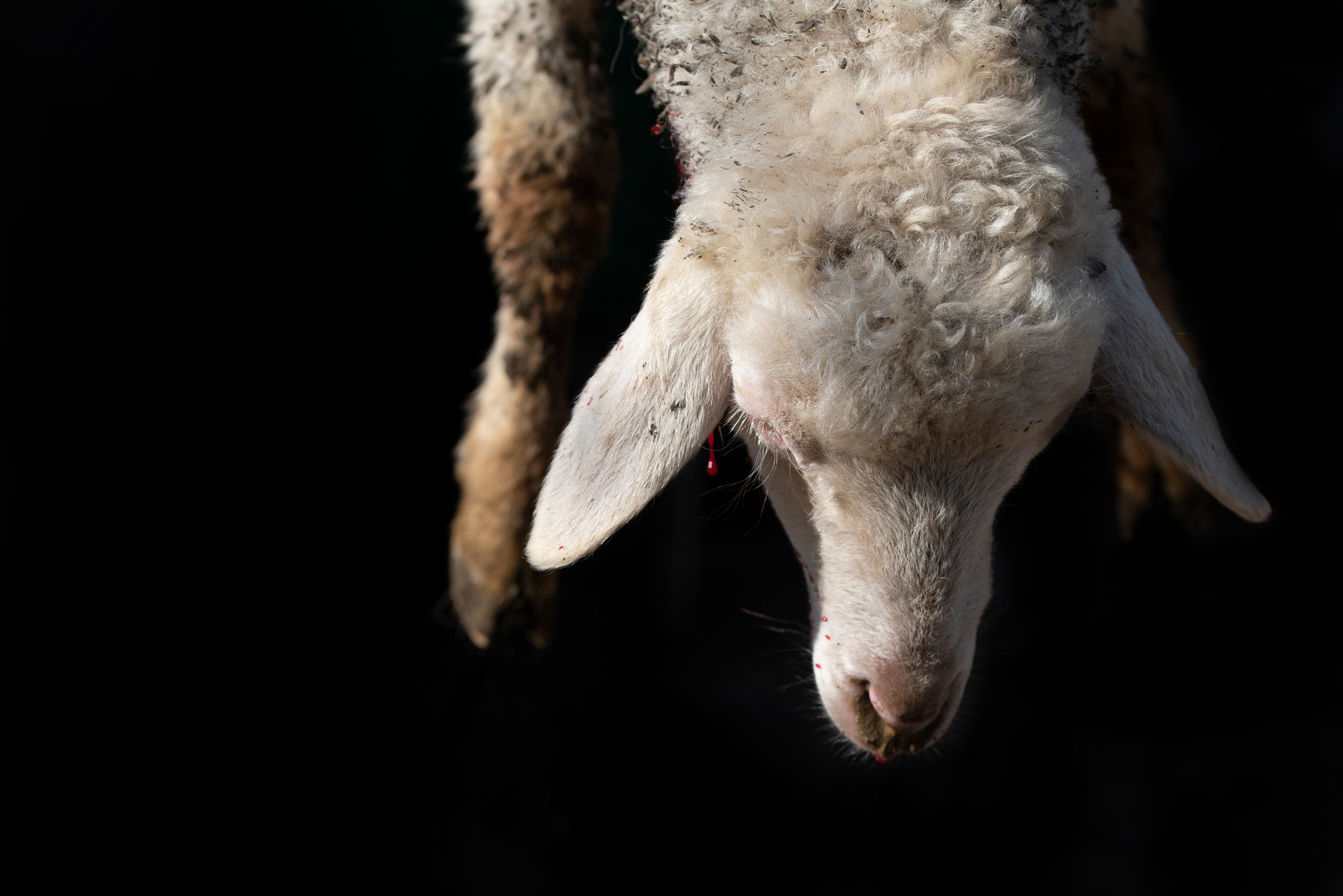 The problem of ritual slaughter