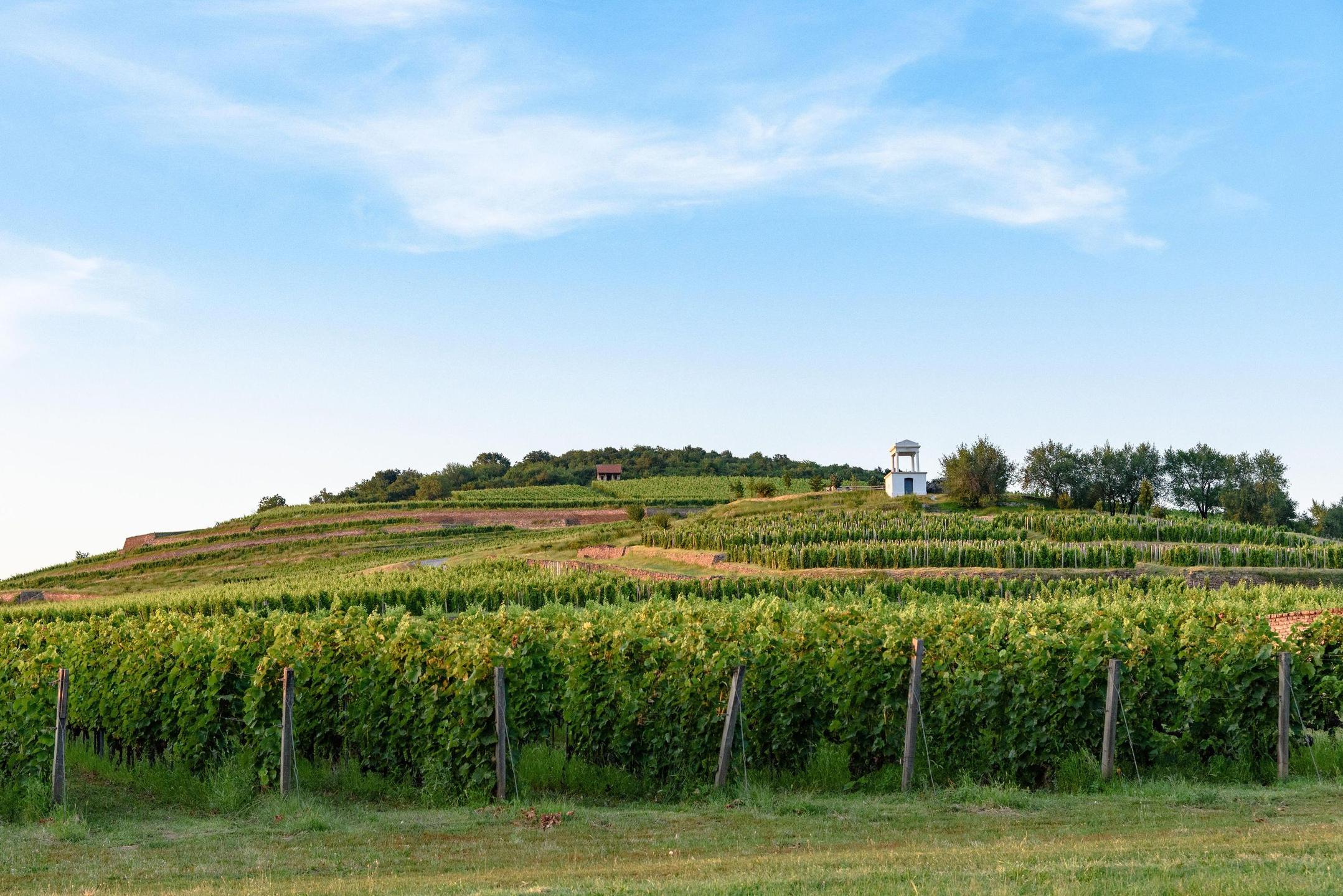 The neglected nectar of sweet Tokaji wines