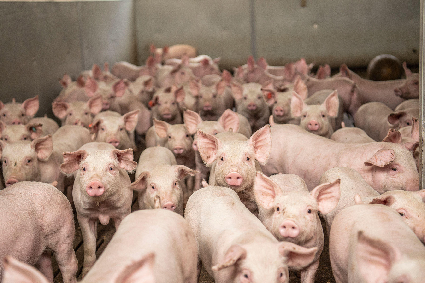 Britain is not a nation of animal lovers